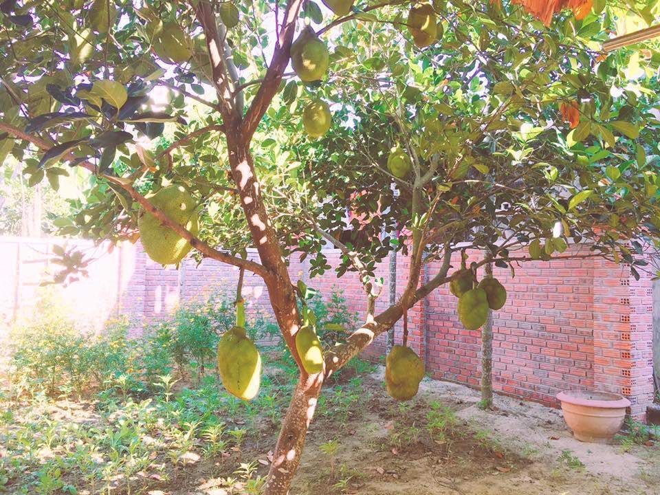 Countryside Garden Homestay Hoi An Zewnętrze zdjęcie